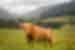 West Highland Bull in natural habitat, Wales, UK
